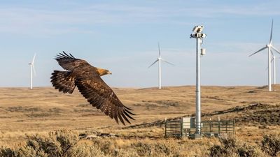 Debate On Eagle-Saving Cameras: AI system likely cuts wind-farm deaths; true impact uncertain