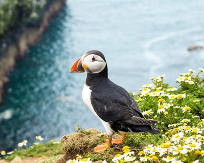 How the quirky puffin became a symbol of the climate crisis – and hope