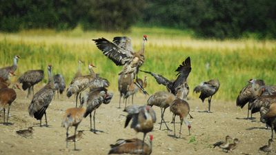 Dairy Farm Becomes Bird Refuge: residents and agencies save Fairbanks fields; crane festival now thrives