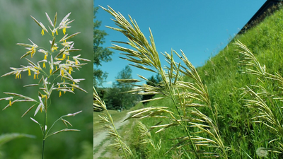 Grand Teton Habitat Restoration: Park targets smooth brome on 4,500 acres; 1,400 already under restoration