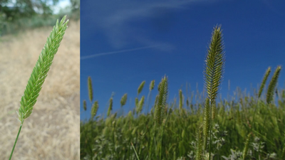 Crested Wheatgrass Plantings: Introduced grass still shapes US rangelands; restoration now harder