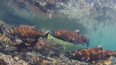 Juvenile Salmonid Collection System: DWR redesign cuts predators; salmon capture rises