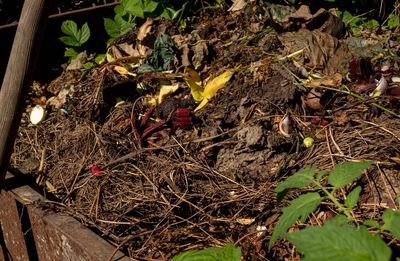 How to Balance Leaves and Kitchen Scraps in Compost