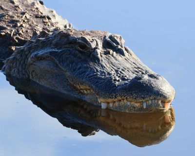Florida fisher dragged into water and killed by 12ft alligator