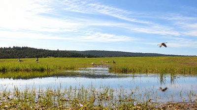 Oregon couple restored 14 acres into a wetland; birds arrived within days