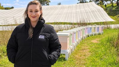 Beehive blitz may fill pollination gap as mite spreads