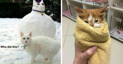 67 Old-School Memes To Remind You What The Internet Is For – Cats