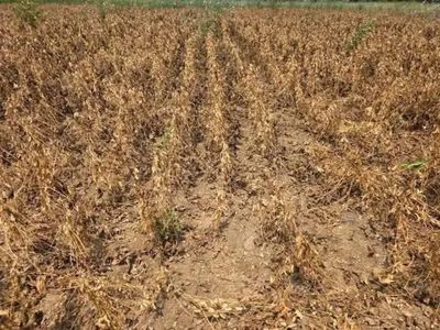 India’s soybean output seen falling 2.1% to 107.93 lakh tonnes in Kharif 2026: Farmers' body