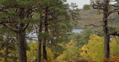 Scotland’s ancient forests could still disappear, rewilding pioneer warns