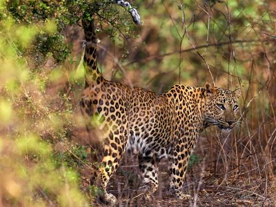 Leopard drags away nine-year-old pilgrim in Maharashtra's Chandrapur