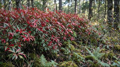 Heavenly bamboo invades US forests, while its red berries can poison birds