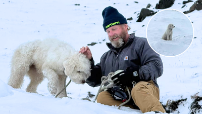 Dog survives 50 hours alone in Alaska wilderness after avalanche; how rescuers found her