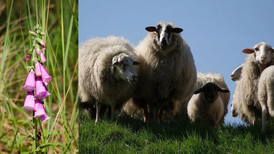 Wool Waste Boosts Yields: Mississippi trial lifts foxglove output; slow-release effects vary
