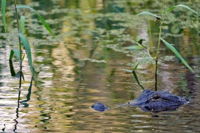 Lake Apopka alligator attack: Florida is home to 1.3 million alligators, with these five lakes teeming with thousands