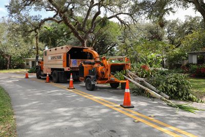 Before You Pay Someone to Remove a Tree, Ask These 5 Questions