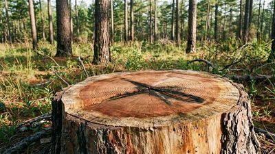 Tree Rings Reveal Fire History: stumps record centuries of burns; Indigenous stewardship revived