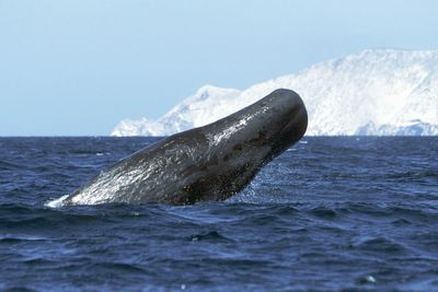 Can You Get Swallowed By A Whale? The Real Science Behind The Wildest Survival Thriller Of The Year