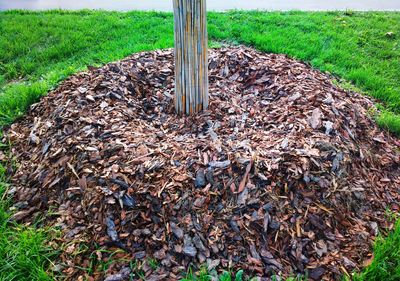 Why Volcano Mulching Can Damage Trees Before Winter