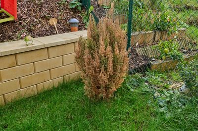 How to Plant Shrubs Before the Ground Freezes