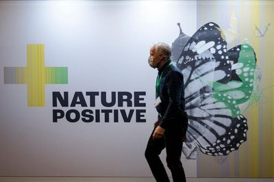 Cop17 at a glance: everything you need to know about the UN’s nature summit
