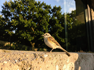 Why Glass Buildings Kill Birds and What Actually Stops It