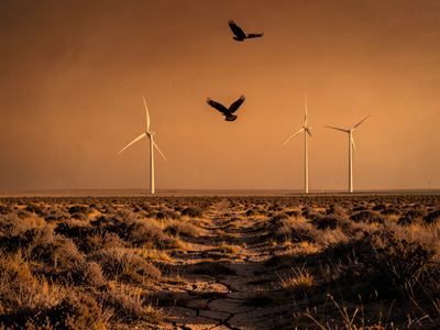 Wind Farms and Raptors in India: What Mortality Surveys Found