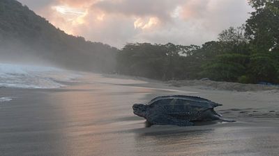 Leatherback turtles are declining rapidly. Could a network of ‘ocean sanctuaries’ save them?