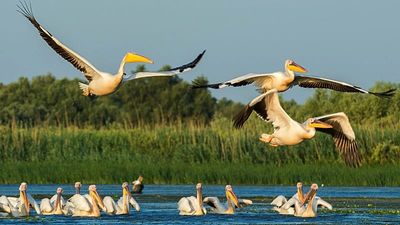 Why 2027 is set to be the year for birdwatching holidays – and where to go birding in Europe