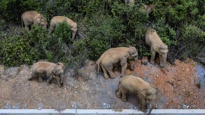 Cop17 biodiversity summit to confront funding gap for wildlife conservation