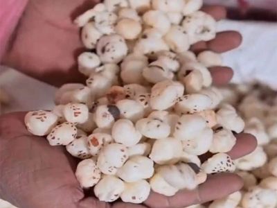 Bihar’s GI-tagged Mithila Makhana expands global footprint, exports cross 7,000 tonnes
