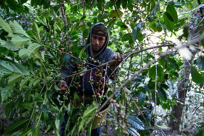 Environmental and human rights abuses in supply chains ‘costing UK £4.4bn a year’