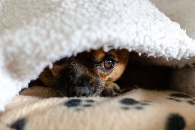 Dog experts issue five tips to help your pet prepare for Bonfire Night
