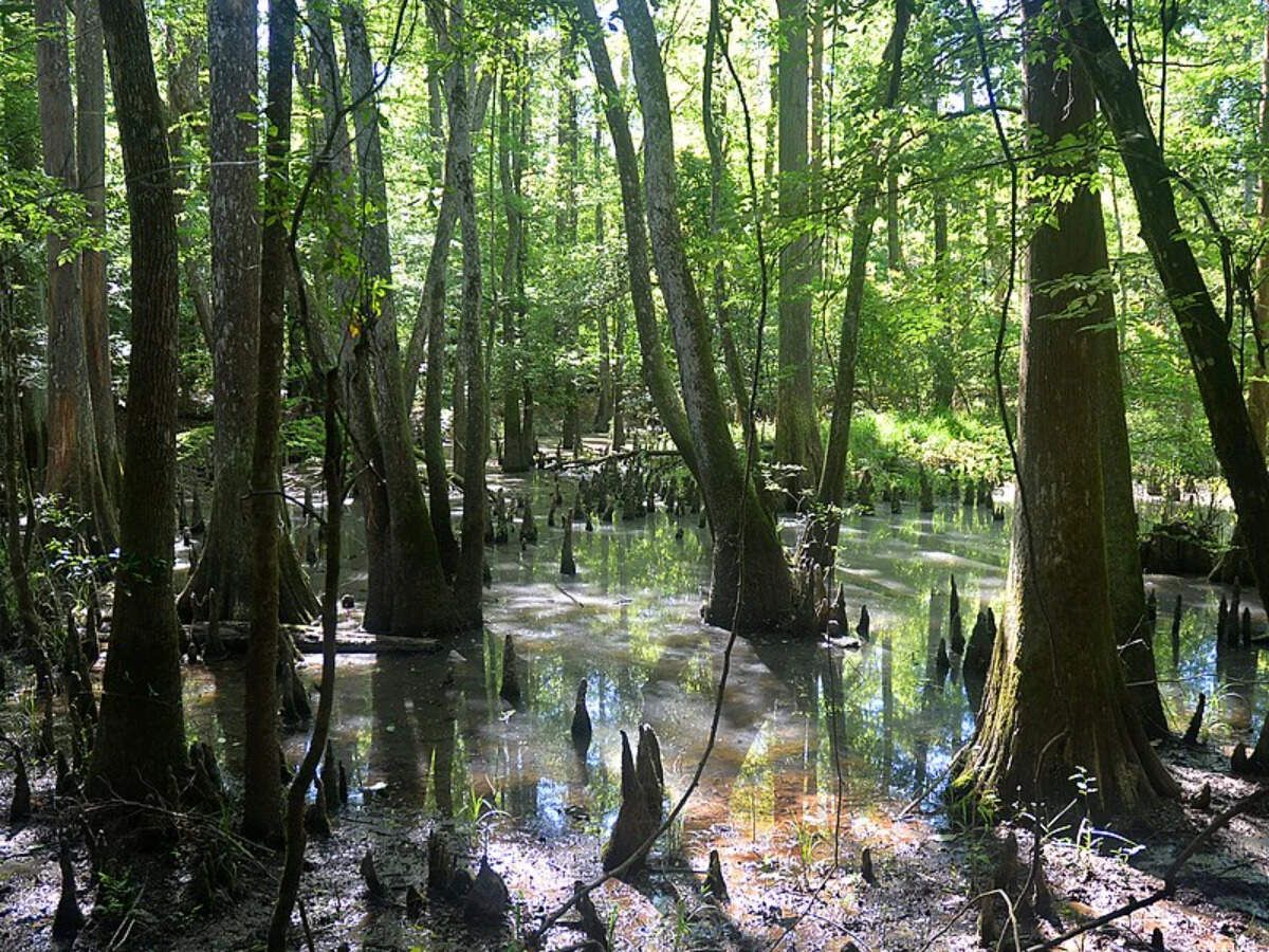 In East Texas, excluding feral hogs from forest plots…