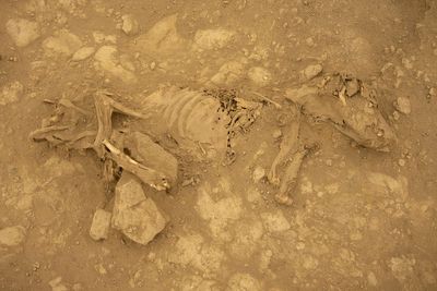 1,200-year-old mummified hairless dogs unearthed in Peru