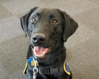 The pet I’ll never forget: Orlando was paralysed and almost died – then became the perfect guide dog