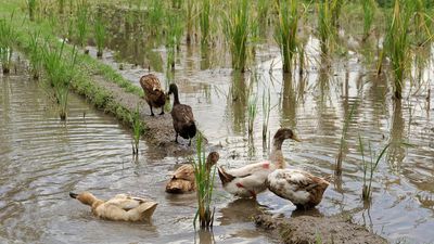 Animals In Chinese Rice Paddies: Ducks, fish cut chemicals; pest balance shifts