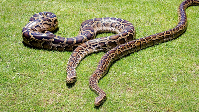 In 2018, GPS tags on 13 Burmese pythons recorded locations just 18.1% of total