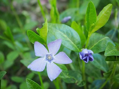 By the late 1700s, European periwinkles had reached America; planted as ornamental ground cover, escaped plants covered 29,254 acres across 12 Southern states by 2008