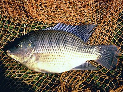 Nevada removed invasive blue tilapia from Moapa dace habitat from 2009 to 2012; the endangered fish later returned to an 868-meter stretch where it had vanished