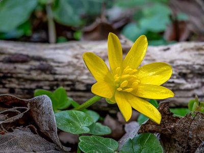 In the late 1800s, Americans planted lesser celandine for its bright yellow flowers; it escaped gardens, reached 31 states and covered 400 acres in one Ohio park
