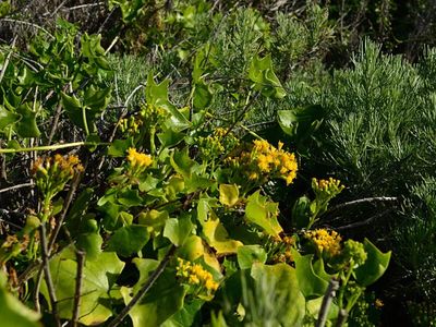 In the 1950s, California brought in Cape ivy as an ornamental vine; it spread across 500,000+ acres, cutting native seedling variety by as much as 95%