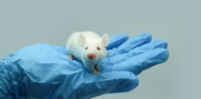 Scientists are growing human brain tissue in living mice – could this make their welfare harder to assess?