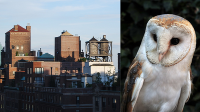 Barn Owls Draw Nightly Crowds: Rare nest tops water tower; scientists track unusual Manhattan family