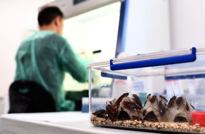 Cockroach Milk Packs 3 Times the Energy of Dairy, and Its Ig Nobel Crystals Now Inspire Protein Design