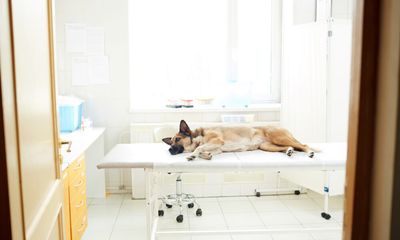 Why So Many Pet Owners Can’t Afford a Veterinarian
