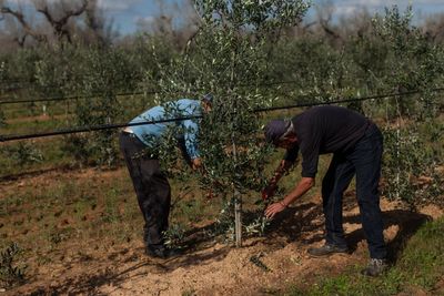 Fears of olive shortage after bacteria kills 22 million trees in Italy
