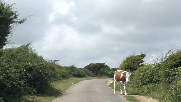 Truck overturns in Kansas, sending dozens of cows loose on the roads: ‘It was a pretty nasty accident’