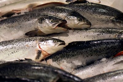 UK supermarkets are selling salmon fed on chicken. Here’s why