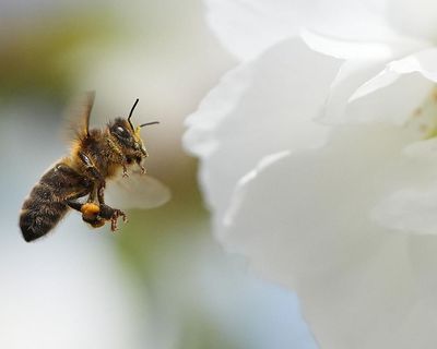 ‘Crucial opportunity to act’ as study finds most of Europe’s wild bee species in decline