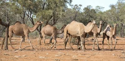 Feral – and threatened? Endangered camels, banteng and hog deer have found an unexpected refuge in Australia